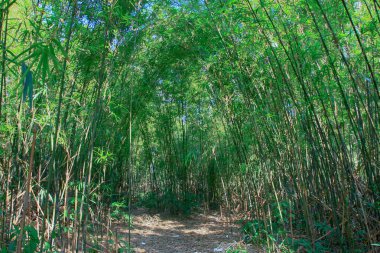 18 Oca 2009 Akciğer Yan Yol hk