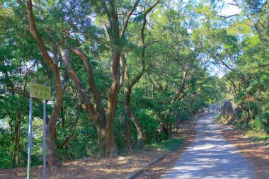 18 Oca 2009 Akciğer Yan Yol hk