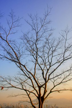 MacLeod Hose Trail Hong Kong inanılmaz gündoğumu