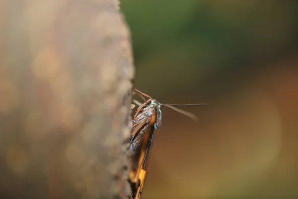 Uma traça de líquen preta e amarela na natureza — Fotografia de Stock