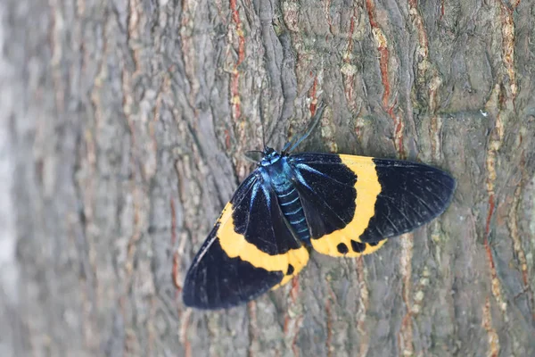 Ein schwarz-gelber Flechtenspinner in der Natur — Stockfoto