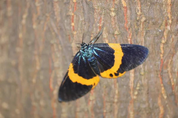 Ein schwarz-gelber Flechtenspinner in der Natur — Stockfoto