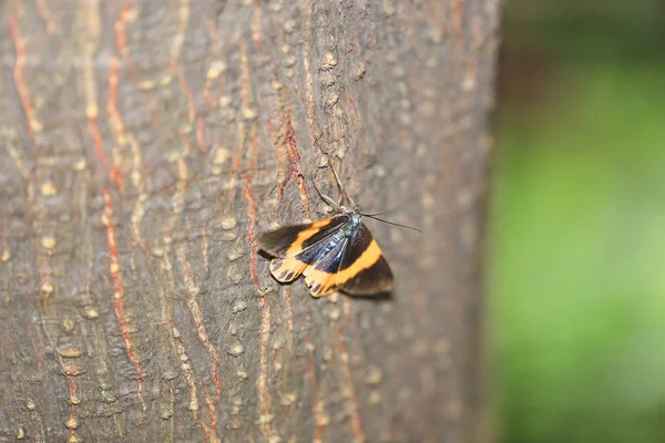 En svart och gul Lichen Moth i naturen — Stockfoto