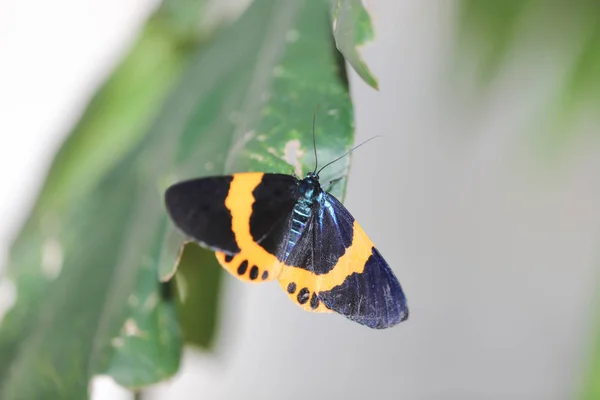 Doğada siyah ve sarı Lichen Moth — Stok fotoğraf