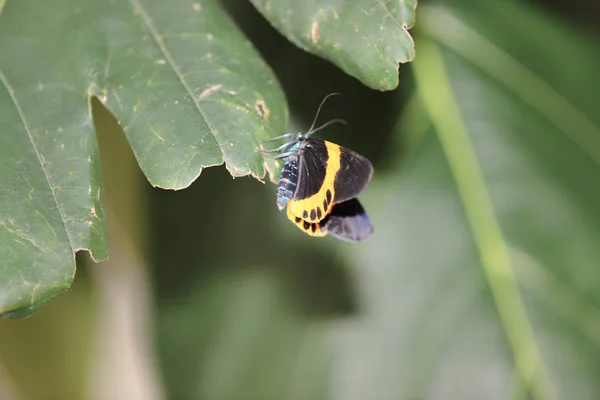 自然の中で黒と黄色のリシェン蛾 — ストック写真