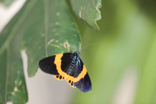 Doğada siyah ve sarı Lichen Moth — Stok fotoğraf