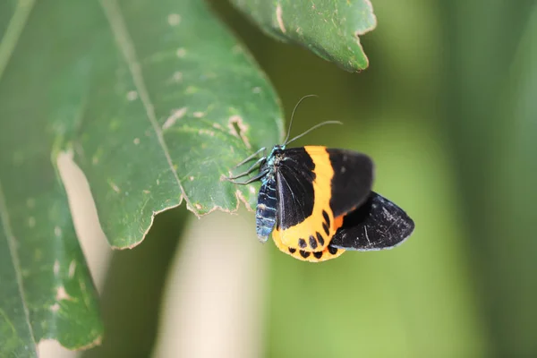 自然の中で黒と黄色のリシェン蛾 — ストック写真