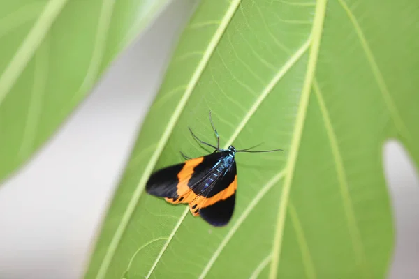 Černý a žlutý lichen Moth v přírodě — Stock fotografie