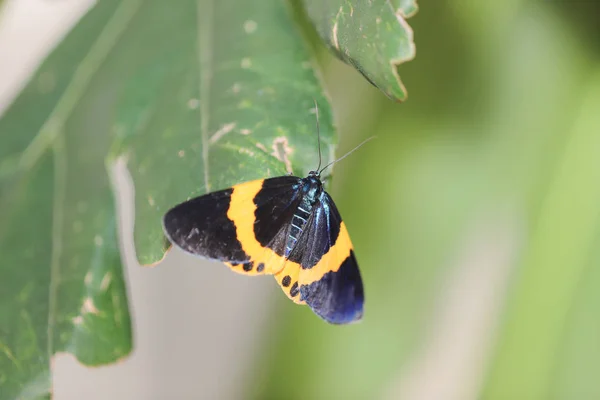 Doğada siyah ve sarı Lichen Moth — Stok fotoğraf