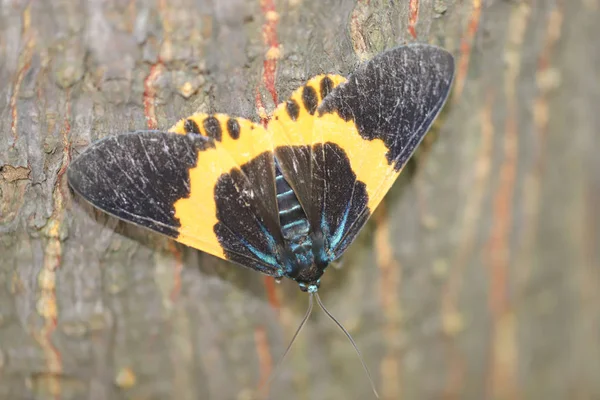 Doğada siyah ve sarı Lichen Moth — Stok fotoğraf