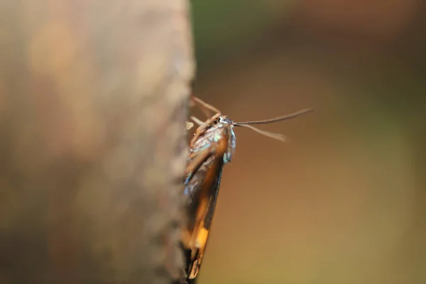 Uma traça de líquen preta e amarela na natureza — Fotografia de Stock