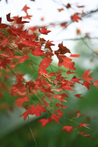 Kırmızı akçaağaç yaprak izole arka plan sonbahar resmi — Stok fotoğraf