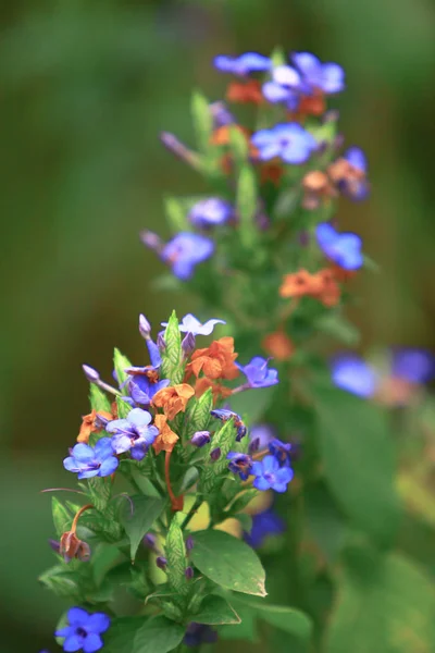 Vårens blå blommor i skogen. — Stockfoto