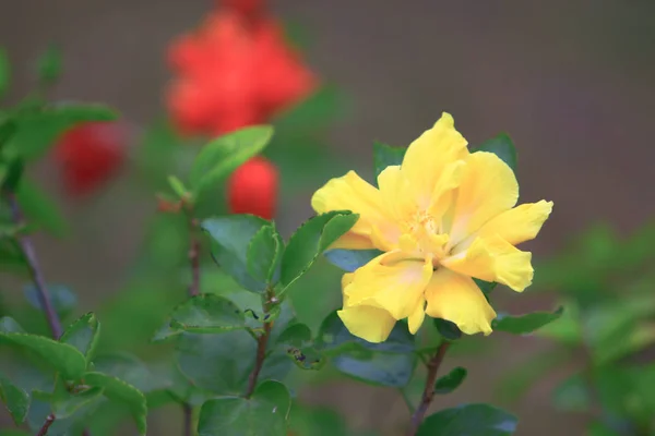 美丽的植物和花。自然景观 — 图库照片