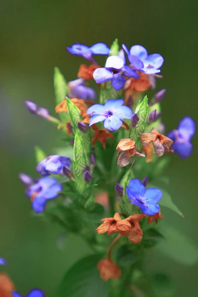 Vårens blå blommor i skogen. — Stockfoto