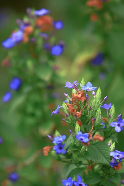 Τα μπλε λουλούδια της άνοιξης στο δάσος. — Φωτογραφία Αρχείου