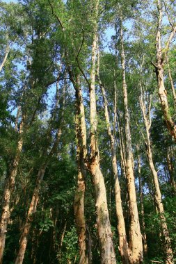 Tai Mo Shan 9 Şubat 2009 doğa