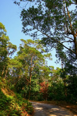 Tai Mo Shan 9 Şubat 2009 doğa