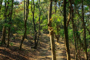 Tai Mo Shan 9 Şubat 2009 doğa