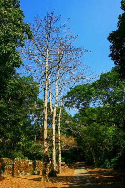 9 feb 2009 Natur im tai mo shan — Stockfoto