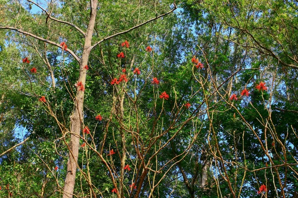 9 Feb 2009 nature at Tai Mo Shan — Stock Photo, Image