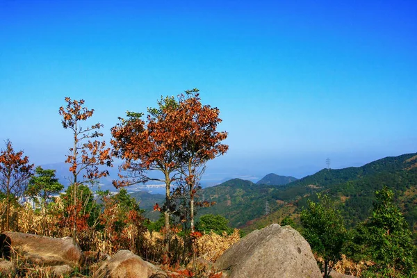 9 Feb 2009 Naturaleza en Tai Mo Shan — Foto de Stock
