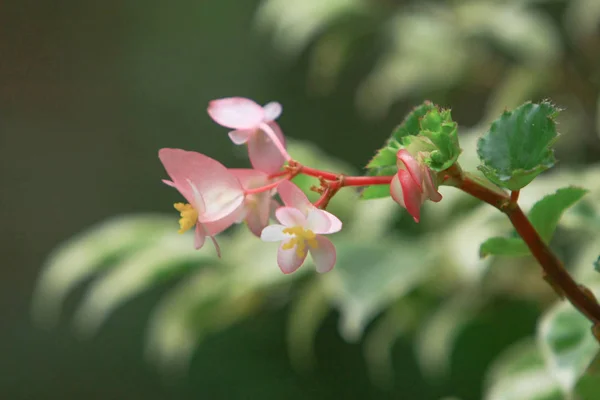 Uma flor da natureza e planta em hong kong — Fotografia de Stock