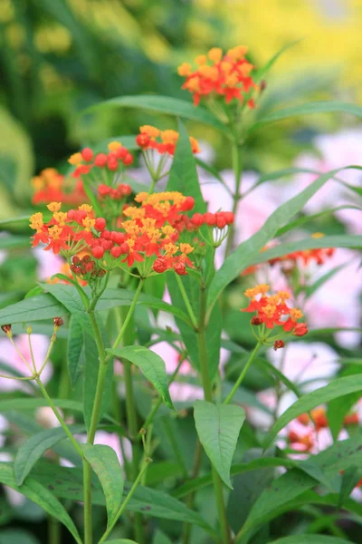 A Kalanchoe Blossfeldiana en primavera con la naturaleza —  Fotos de Stock