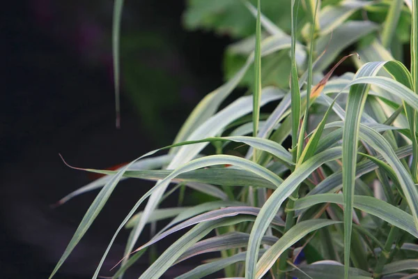 En naturvy, blomma, växt i trädgården på hk — Stockfoto