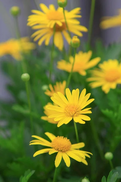 Flores de margarida em um fundo da paisagem de estação . — Fotografia de Stock