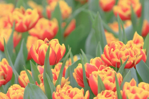 Fleur de tulipes. Belle fleur de tulipes dans le champ de tulipes — Photo