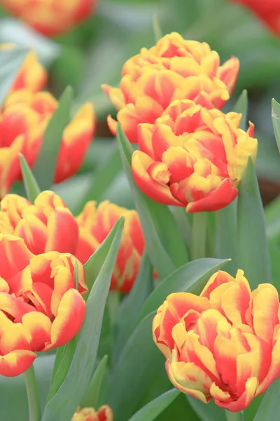 Fleur de tulipes. Belle fleur de tulipes dans le champ de tulipes — Photo