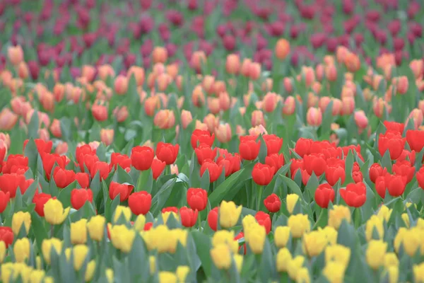 Tulipan kwiat. Piękne tulipany kwiat w tulipan Fiel — Zdjęcie stockowe