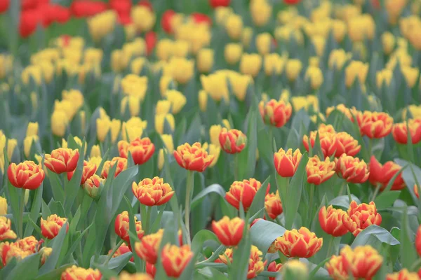 Fiore di tulipano. Bellissimi tulipani fiore in tulipano fiel — Foto Stock