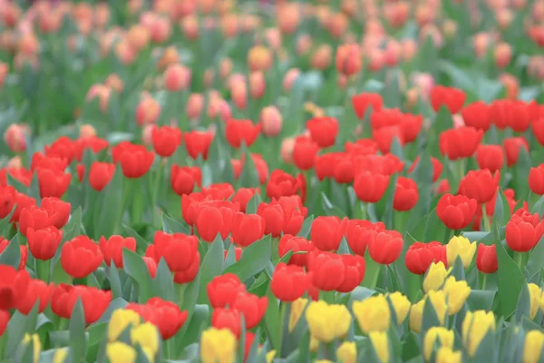 Tulipán květ. Krásná Tulipána v Tulipán — Stock fotografie