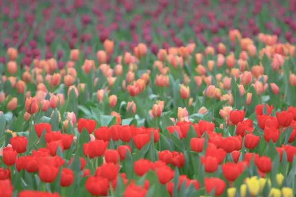 Fiore di tulipano. Bellissimi tulipani fiore in tulipano fiel — Foto Stock