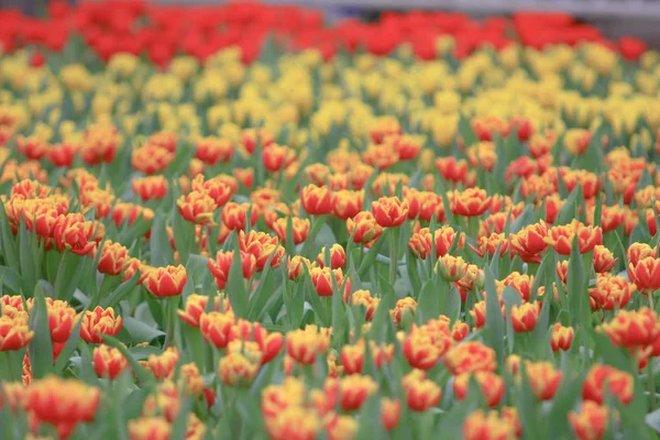 Tulipán květ. Krásná Tulipána v Tulipán — Stock fotografie