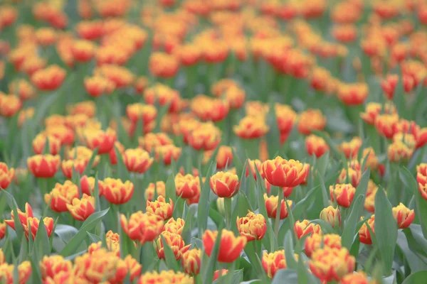 Flor de tulipa. Linda flor de tulipas em tulipa fiel — Fotografia de Stock