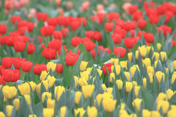 Fiore di tulipano. Bellissimi tulipani fiore in tulipano fiel — Foto Stock