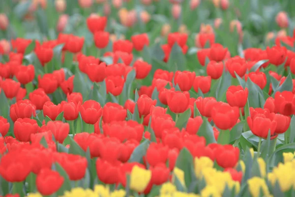 Flor de tulipa. Linda flor de tulipas em tulipa fiel — Fotografia de Stock