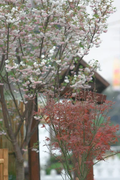 Ein naturblick, blume, pflanze im garten bei hk — Stockfoto