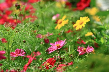 Cosmos çiçek bir yeşil geri closeup zemin