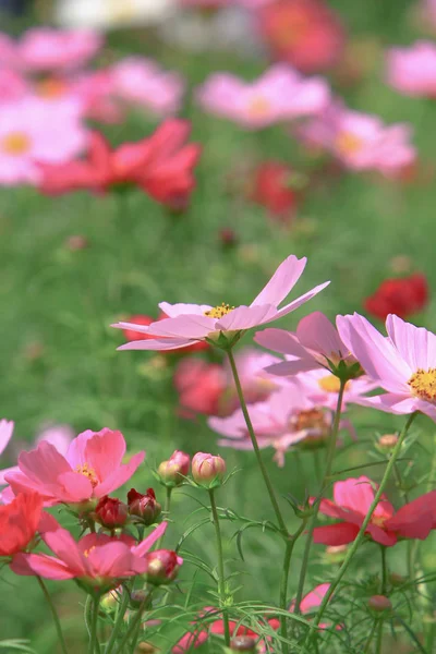 the Cosmos flower on a green back ground closeup