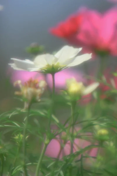 A flor Cosmos em um fundo verde chão closeup — Fotografia de Stock