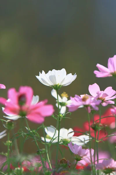 A kozmosz virág egy zöld vissza földi Vértes — Stock Fotó