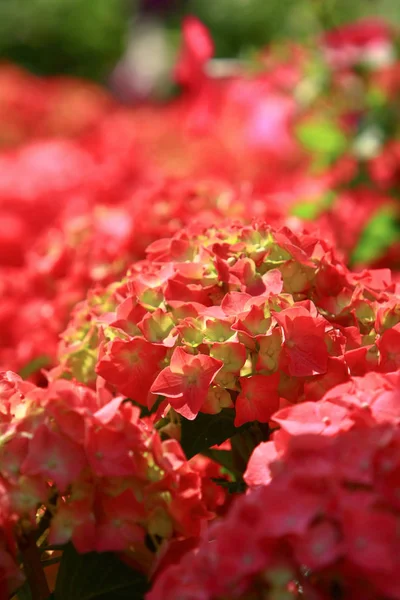 Lírio de sangue vermelho, flor vermelha bonita na natureza — Fotografia de Stock