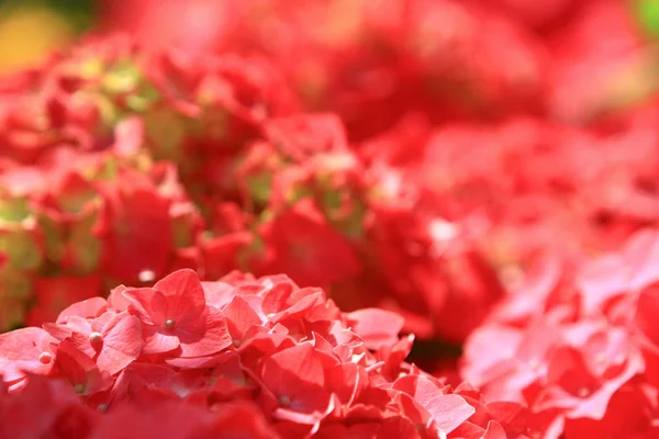 Lírio de sangue vermelho, flor vermelha bonita na natureza — Fotografia de Stock