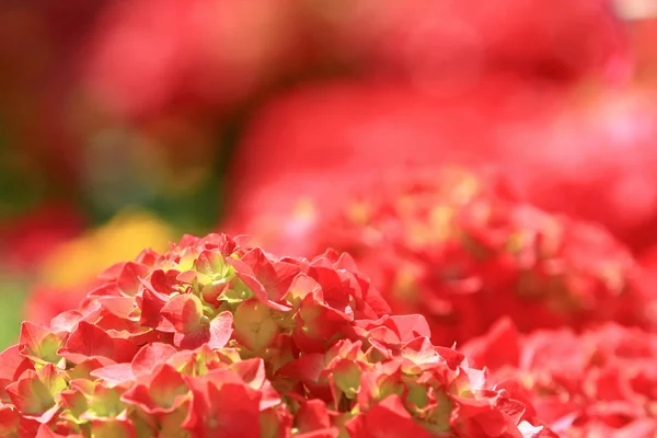 Lirio de sangre roja, flor roja hermosa en la naturaleza —  Fotos de Stock