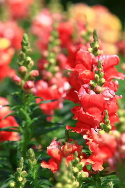 Цветок Снэпдракона в саду на выставке цветов — стоковое фото