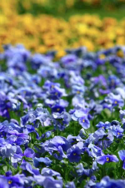 Tricolor pansy flower plant natural back ground,